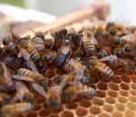 Kuvassa näkyy mehiläisiä, joiden keskellä on mehiläiskuningatar. 