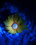 Kuvassa näkyy keltainen kukka UV-lampun valossa. 