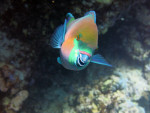 Oranssin ja kirkkaan vihreän värinen kala ui korallin edustalla ja avaa suutaan. Näyttää ihmissilmin katsottuna hymyilevältä.