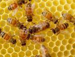 Kuvassa näkyy mehiläiskennoa ja työläismehiläisiä.
