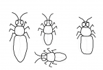 Mehiläispesän asukkaat isoihin kennoihin (1 x kuningatar, 2 x työläinen, 1 x kuhnuri)