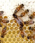 Kuvassa näkyy mehiläiskennoa ja työläismehiläisiä. 