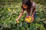 Salima Gurau kerää kasviksia kotipihallaan Nepalissa.