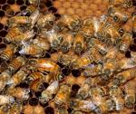 Kuvassa näkyy mehiläisiä, joiden keskellä on mehiläiskuningatar. 