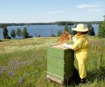 Kuvassa näkyy järven rannalla olevia  mehiläispesiä ja mehiläistarhaaja. 