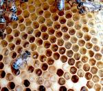 Kuvassa näkyy mehiläispesän munia ja toukkia. 