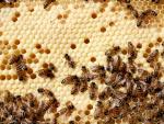 Kuvassa näkyy mehiläispesän peittosikiöala eli peitettyjä toukkia. 