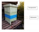 Kuvassa näkyy mehiläispesä, minkä osat on jaoteltu pesä-ja sikiöosastoihin. 